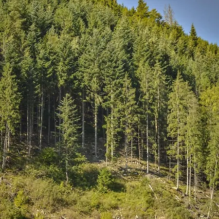 йоцвіт * Krivorovnya